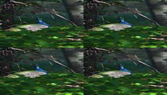公园里的一只蓝色雄孔雀竖屏高清在线视频素材下载
