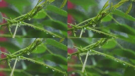 下雨中绿叶水滴水珠春雨高清在线视频素材下载