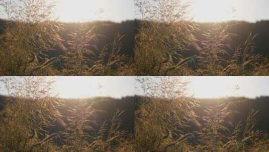 逆光拍摄野外的枯草高清在线视频素材下载