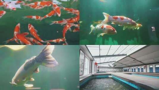 观赏鱼 锦鲤养殖高清在线视频素材下载