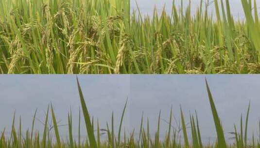 稻米上摇天空高清在线视频素材下载