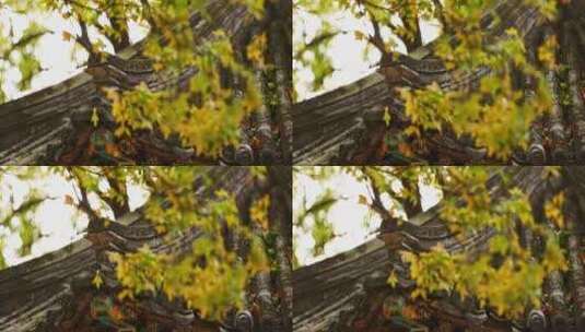 古建筑秋季美景特色高清在线视频素材下载