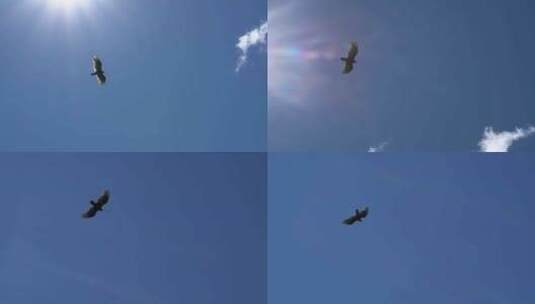 鹰在晴朗的天空滑翔高清在线视频素材下载