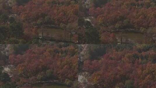 苏州天平山枫叶红了高清在线视频素材下载