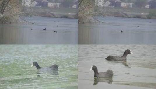 野生水鸟 二级保护动物白骨顶鸡 水秧鸡觅食高清在线视频素材下载