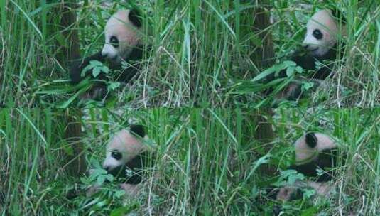 可爱熊猫幼崽宝宝高清在线视频素材下载