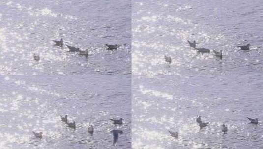 海边海鸥飞鸟飞翔高清在线视频素材下载