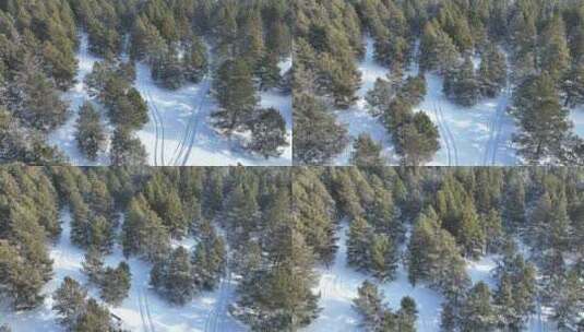 航拍雪原绿色樟子松松林高清在线视频素材下载