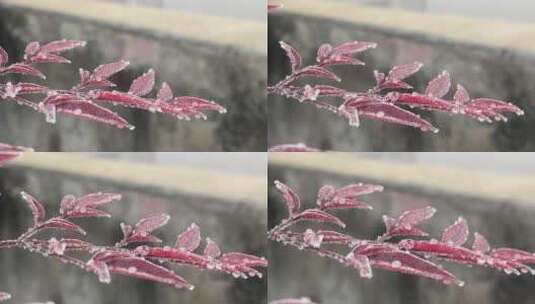 红色枫树树叶植物特写高清在线视频素材下载