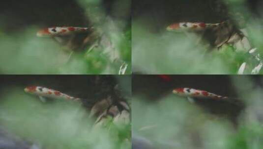 水中游动的锦鲤鱼类动物自然池塘观赏鱼高清在线视频素材下载