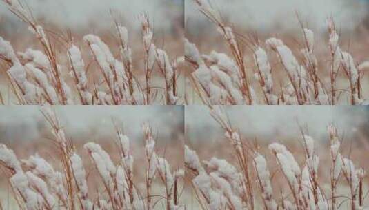 草丛的积雪高清在线视频素材下载