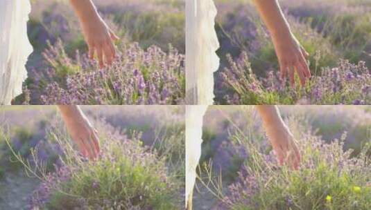 抚摸美丽的紫色薰衣草高清在线视频素材下载
