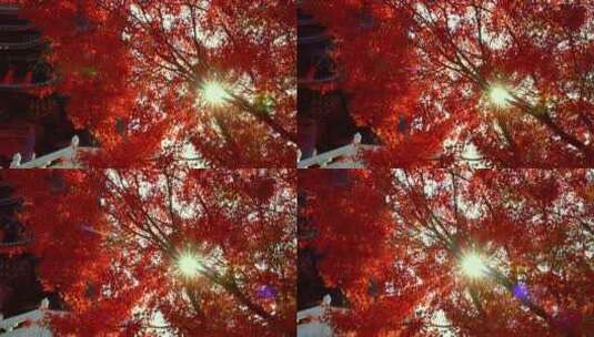 秋天江南古风建筑旁色彩鲜艳的枫叶红叶高清在线视频素材下载