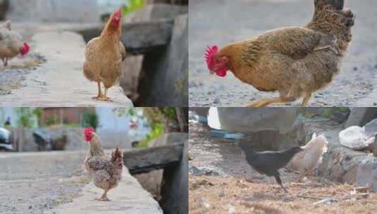 乡村在觅食的散养老母鸡高清在线视频素材下载