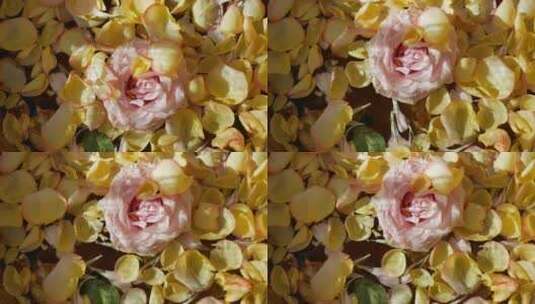 花朵花瓣玫瑰高清在线视频素材下载