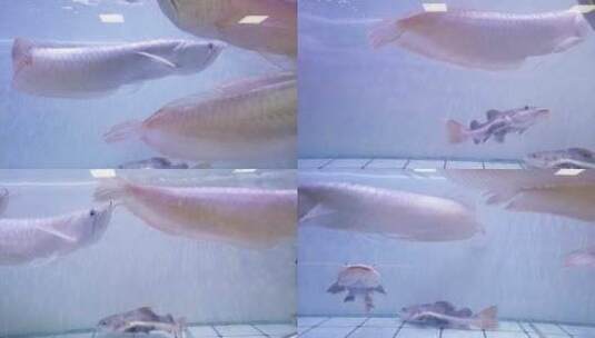 鱼缸里供人们观赏的带胡须金鱼高清在线视频素材下载