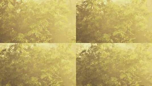 热带宁静阳光照耀的树木在迷人的雾中高清在线视频素材下载