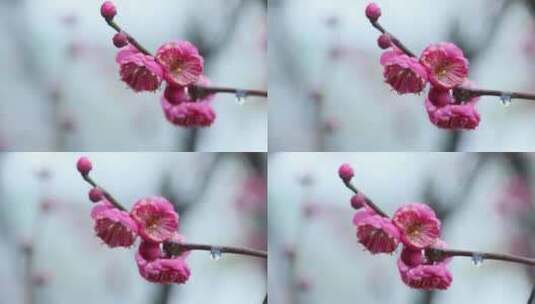 雪中梅花 雨中腊梅花 红色腊梅 1183高清在线视频素材下载