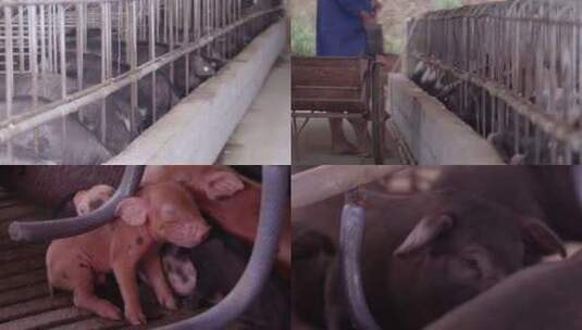 养殖厂养猪 黑猪高清在线视频素材下载