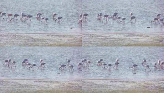 一群火烈鸟在湖中寻找食物高清在线视频素材下载
