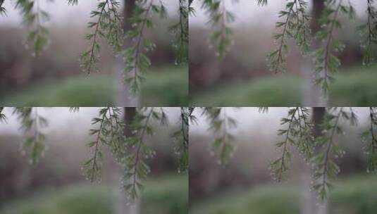 雨后的松树、松树的叶子高清在线视频素材下载