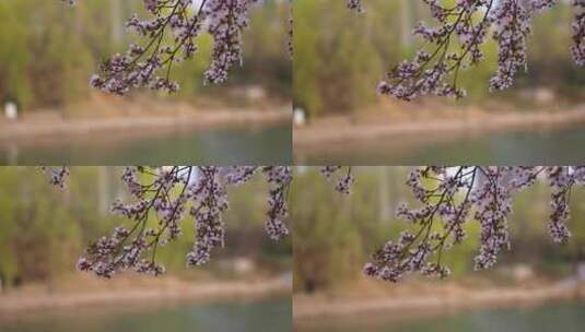 春季清明踏青河边花草树木高清在线视频素材下载