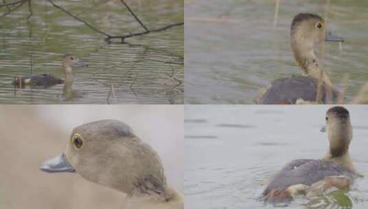 4K野生动物 野鸭高清在线视频素材下载