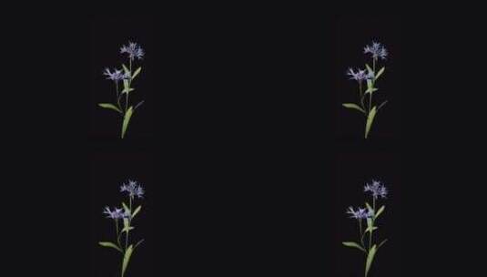 带蓝色花朵的动画开花树高清在线视频素材下载