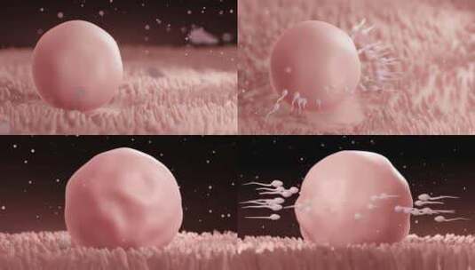 卵子受精过程高清在线视频素材下载