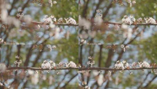 春天春暖花开白色花朵桃花樱花空镜高清在线视频素材下载