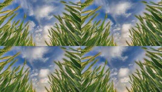 小麦麦穗麦田天空蓝天白云延时高清在线视频素材下载