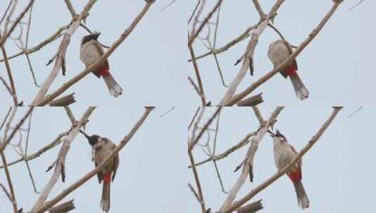 鸟鸟儿鸟类小鸟在枝头停留高清在线视频素材下载