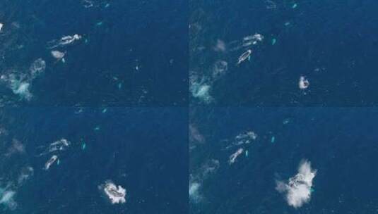 座头鲸在萨马纳的罗夸尔斯群中突破的高空鸟高清在线视频素材下载
