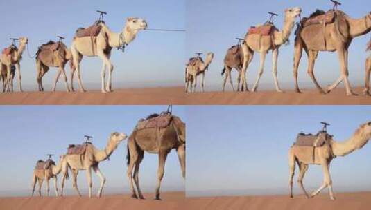 沙漠中经过的驼队高清在线视频素材下载