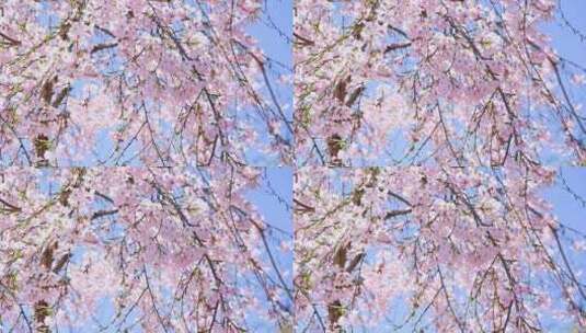 春天阳光下盛开的粉色樱花特写樱花树高清在线视频素材下载
