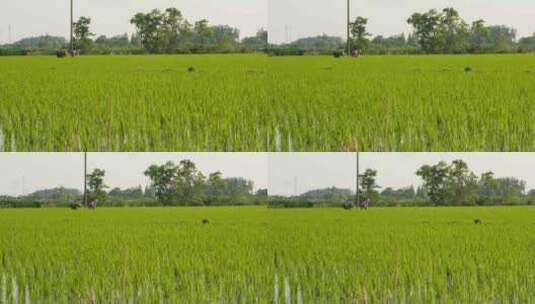 农民在田野里干农活务农插秧高清在线视频素材下载