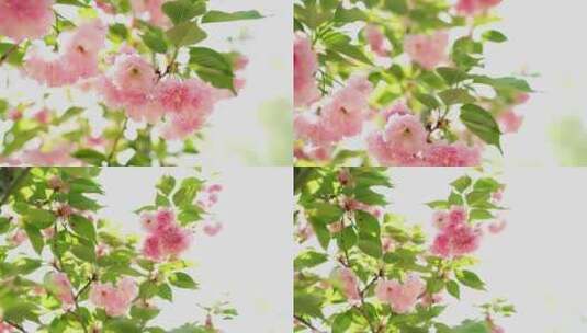 4K花卉空镜素材——樱花高清在线视频素材下载