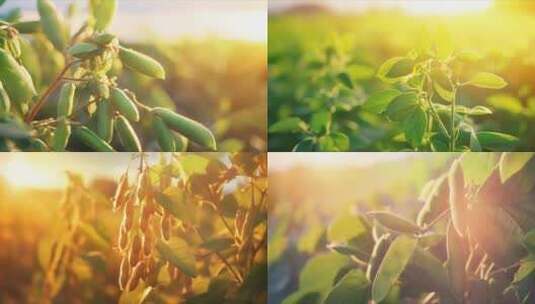 有机毛豆种植农业生态高清在线视频素材下载