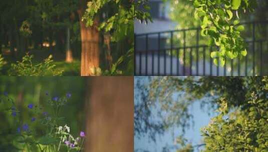 森林公园美景阳光穿过树林树叶花草合集高清在线视频素材下载