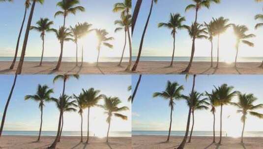 海岛上的棕榈树高清在线视频素材下载