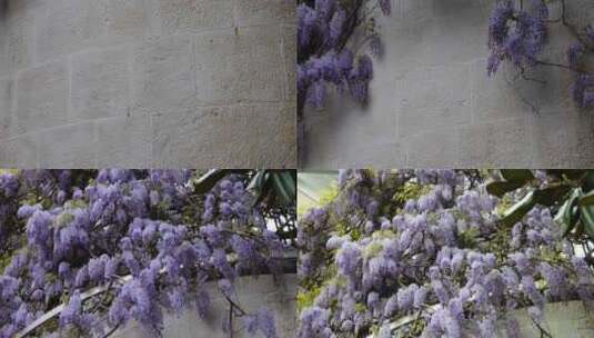 紫藤开花的枝条装饰着房子的墙壁。高清在线视频素材下载