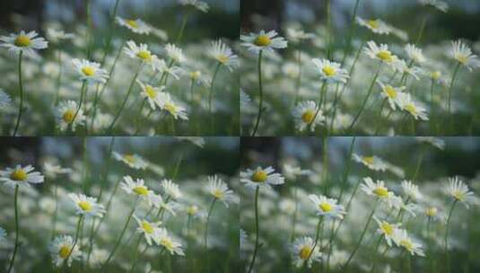 夏天阳光下的小雏菊高清在线视频素材下载