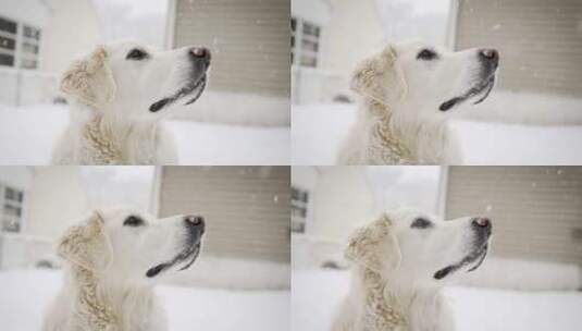 狗，白色，下雪，寻回犬高清在线视频素材下载