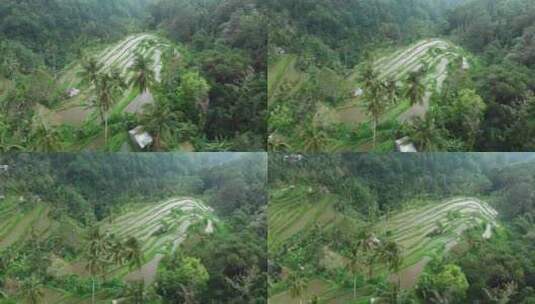 水稻梯田，田野，农场，水稻高清在线视频素材下载