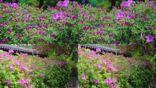 春天秋天植物园公园杜鹃花花朵大自然风景风高清在线视频素材下载