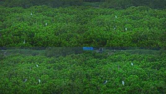 广东红树林湿地 海边红树林 栖息地航拍高清在线视频素材下载