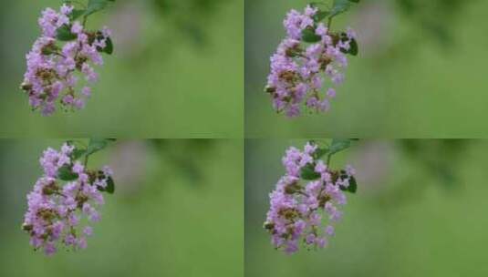 秋天雨后的紫薇花高清在线视频素材下载