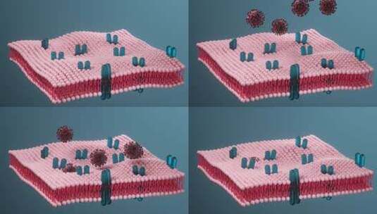 细胞膜与冠状病毒，医学概念，3d渲染。高清在线视频素材下载