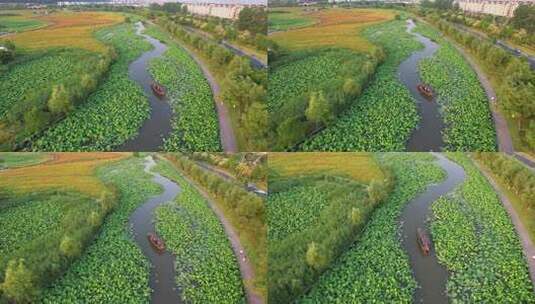 杭州湘湖十里荷塘江南夏天荷花风景航拍高清在线视频素材下载