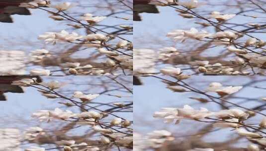 春日里盛放的玉兰花随风摇曳高清在线视频素材下载